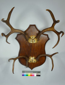 Mounted Antlers